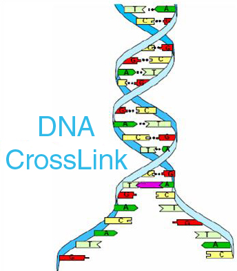 DNA Linking